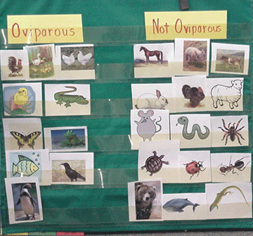 Oviparous Animals Theme @ Little Giraffes Teaching Ideas